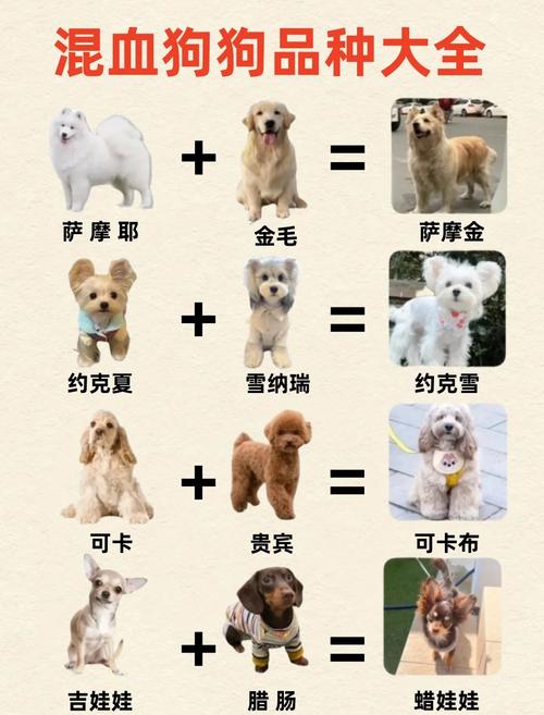 贵宾犬串串狗/贵宾串串聪明吗-第2张图片 贵宾犬串串狗/贵宾串串聪明吗-第2张图片