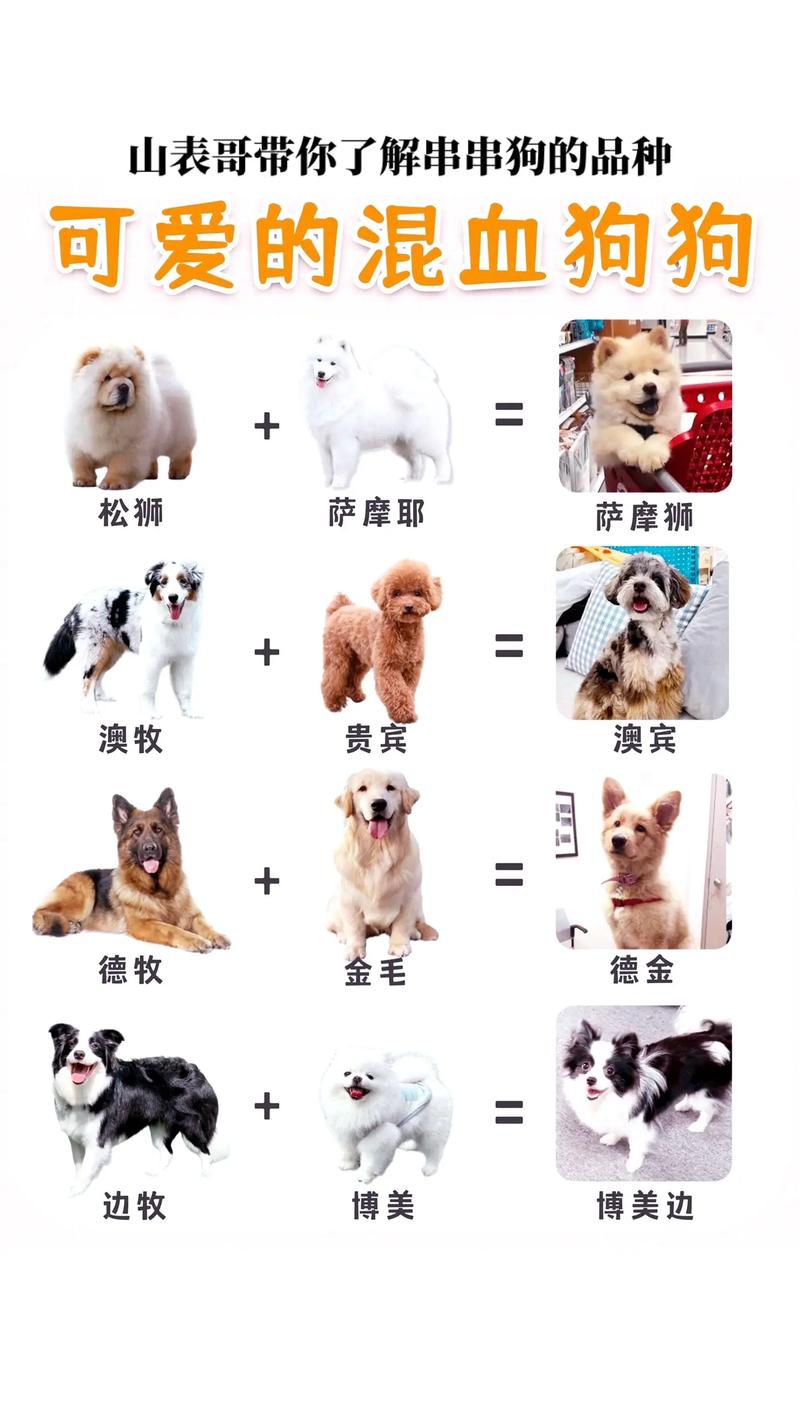 贵宾犬串串狗/贵宾串串聪明吗-第3张图片 贵宾犬串串狗/贵宾串串聪明吗-第3张图片