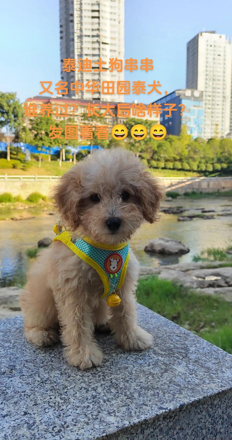 贵宾犬串串狗/贵宾串串聪明吗-第4张图片 贵宾犬串串狗/贵宾串串聪明吗-第4张图片