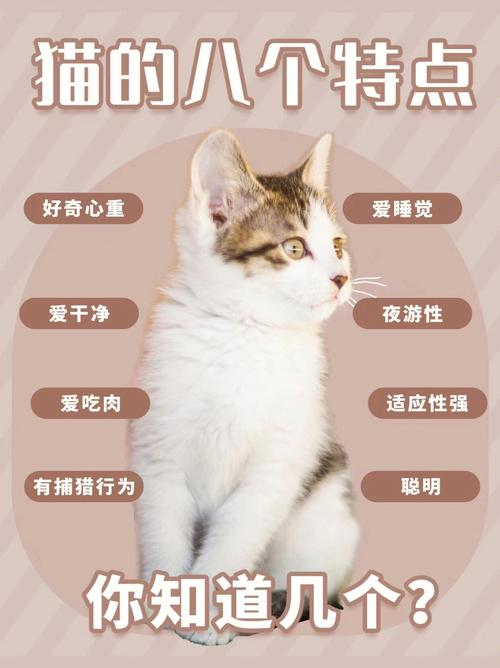 猫咪的特征/聪明猫咪的特征-第2张图片 猫咪的特征/聪明猫咪的特征-第2张图片