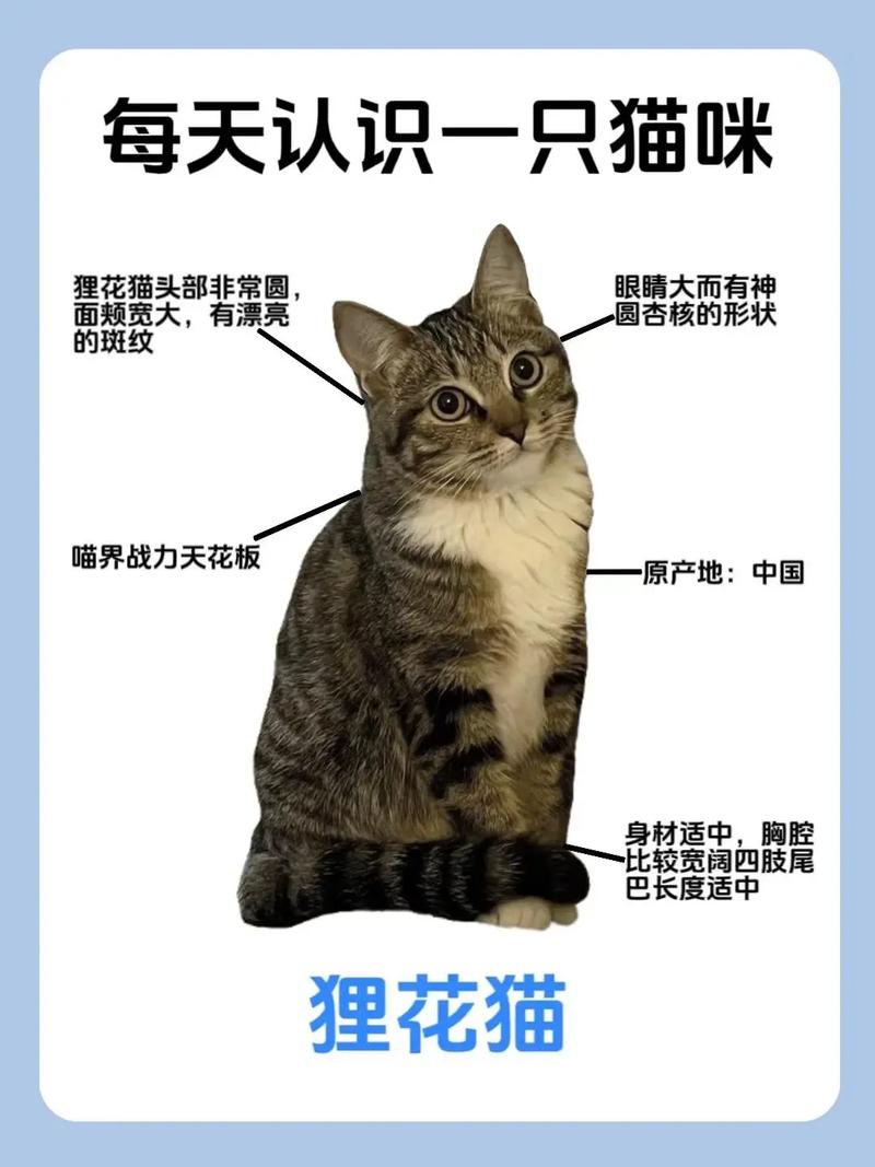 猫咪的特征/聪明猫咪的特征-第7张图片 猫咪的特征/聪明猫咪的特征-第7张图片