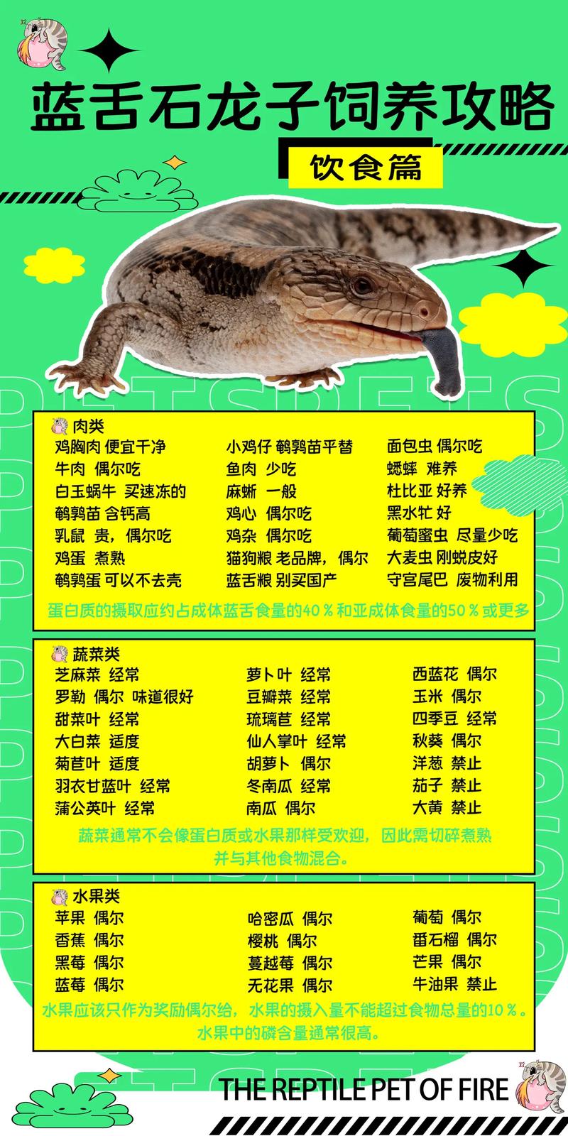 蓝舌石龙子是哪里最普遍的蜥蜴/蓝舌石龙子品相怎么看-第2张图片 蓝舌石龙子是哪里最普遍的蜥蜴/蓝舌石龙子品相怎么看-第2张图片