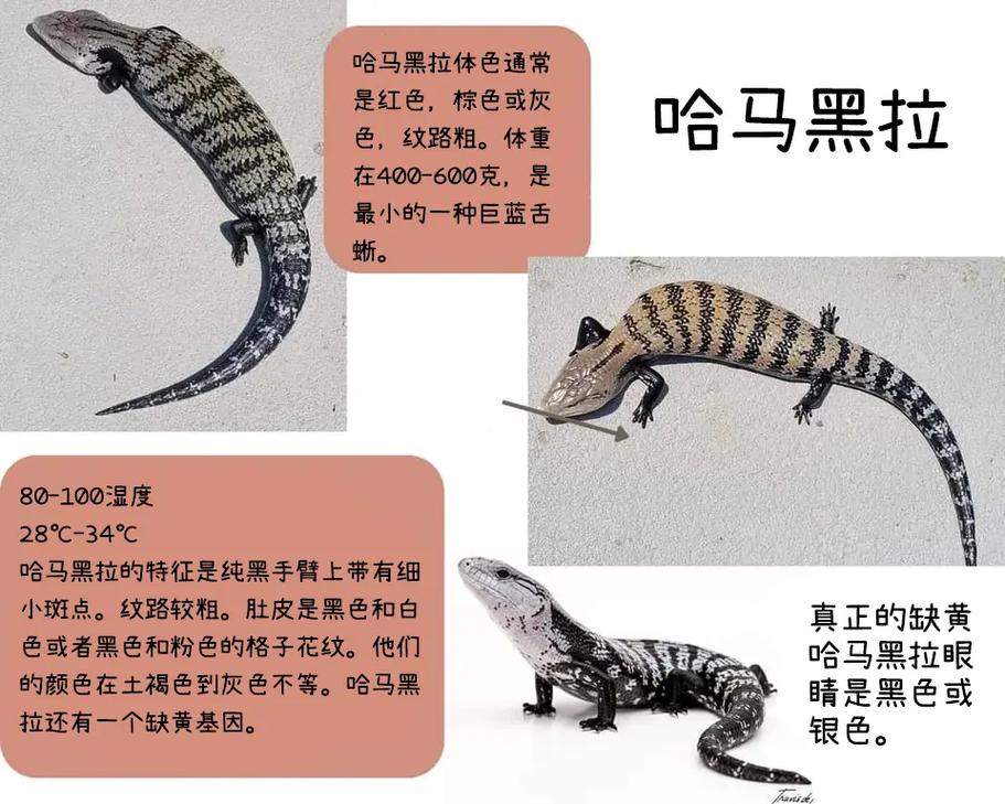 蓝舌石龙子是哪里最普遍的蜥蜴/蓝舌石龙子品相怎么看-第5张图片 蓝舌石龙子是哪里最普遍的蜥蜴/蓝舌石龙子品相怎么看-第5张图片