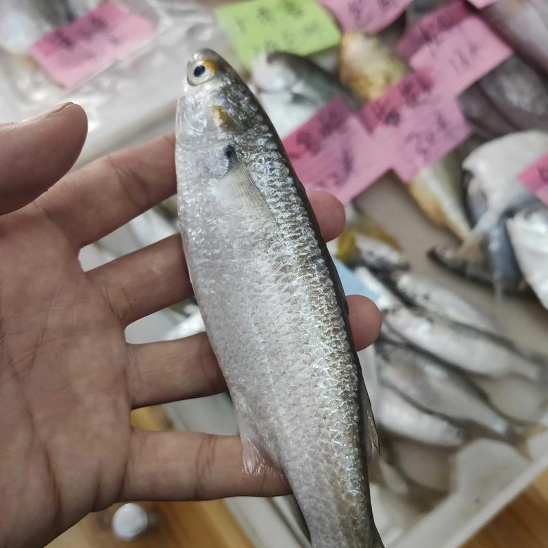 白色的鱼是啥鱼/白色的鱼类-第5张图片 白色的鱼是啥鱼/白色的鱼类-第5张图片