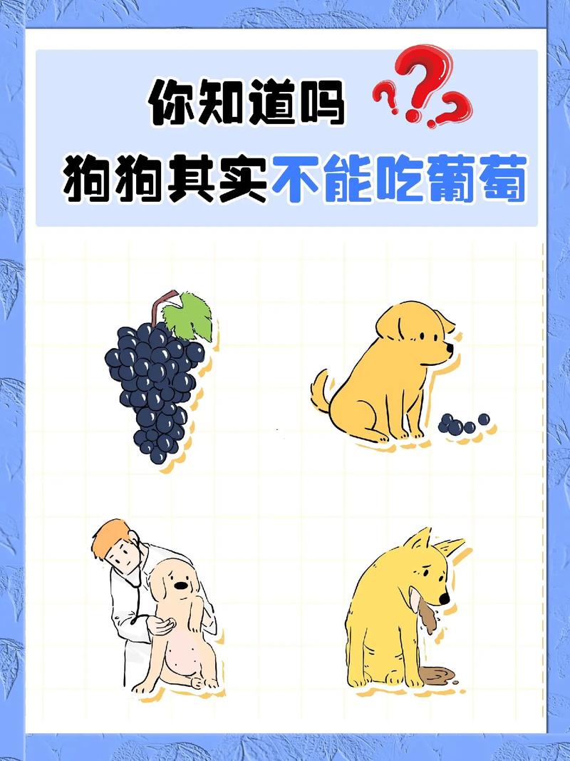 小狗狗能不能吃葡萄/小狗狗能不能吃葡萄柚