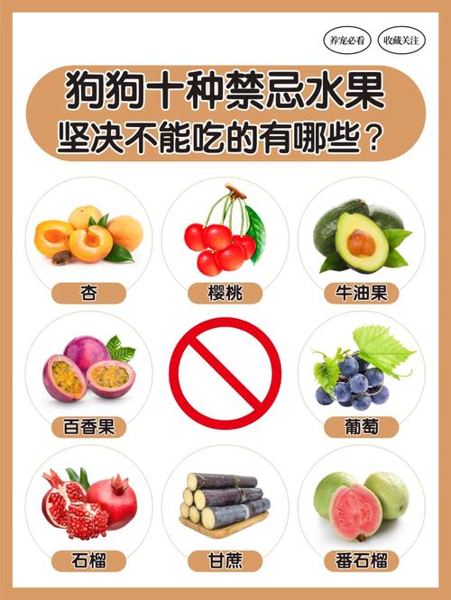作为消费者“狗可以吃石榴吗”你不能不知道-第6张图片 作为消费者“狗可以吃石榴吗”你不能不知道-第6张图片