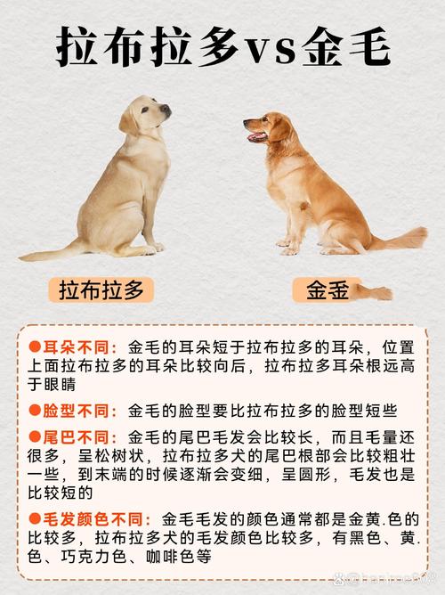 拉布拉多性格,拉布拉多性格暴躁怎么办呢-第5张图片 拉布拉多性格,拉布拉多性格暴躁怎么办呢-第5张图片
