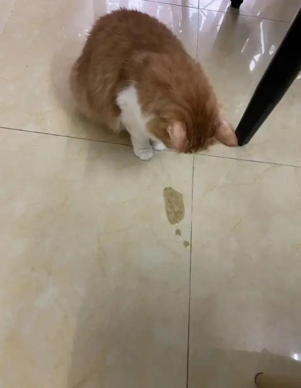 猫咪一直吐怎么回事,猫咪吐怎么回事不拉稀-第3张图片 猫咪一直吐怎么回事,猫咪吐怎么回事不拉稀-第3张图片