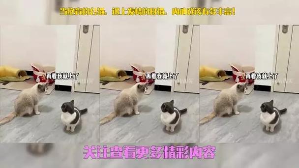 猫咪发情-猫咪发情大概多久能过去-第4张图片 猫咪发情-猫咪发情大概多久能过去-第4张图片