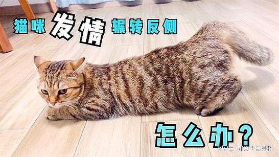 猫咪发情-猫咪发情大概多久能过去-第7张图片 猫咪发情-猫咪发情大概多久能过去-第7张图片