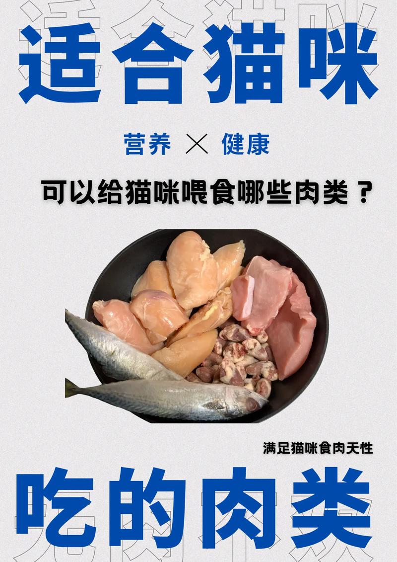 猫咪吃什么长肉-猫吃啥能长胖