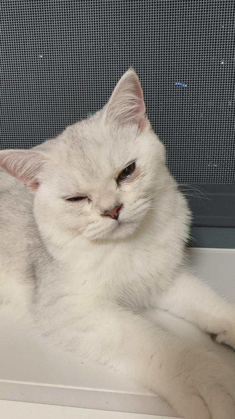 猫咪的眼睛睁不开/猫咪的眼睛睁不开耳朵出血不吃东西