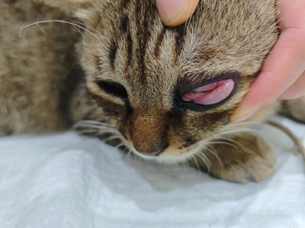 猫咪的眼睛睁不开/猫咪的眼睛睁不开耳朵出血不吃东西-第6张图片 猫咪的眼睛睁不开/猫咪的眼睛睁不开耳朵出血不吃东西-第6张图片