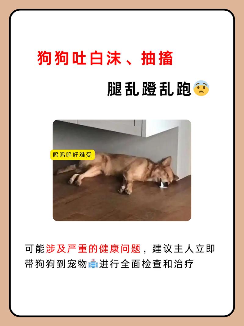 狗狗抽搐吐白沫怎么办/狗狗抽搐吐白沫怎么办吃什么药-第3张图片 狗狗抽搐吐白沫怎么办/狗狗抽搐吐白沫怎么办吃什么药-第3张图片