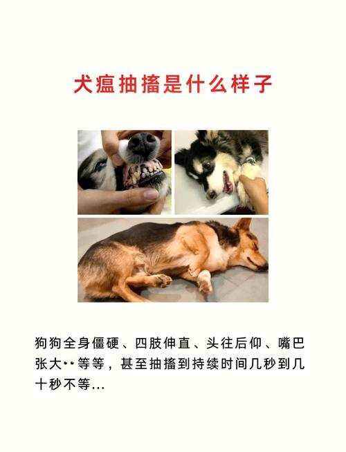 狗狗抽搐吐白沫怎么办/狗狗抽搐吐白沫怎么办吃什么药-第7张图片 狗狗抽搐吐白沫怎么办/狗狗抽搐吐白沫怎么办吃什么药-第7张图片