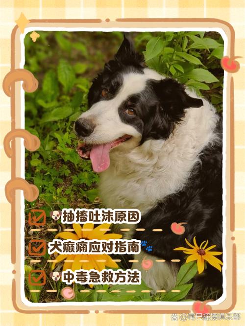 狗狗抽搐吐白沫怎么办/狗狗抽搐吐白沫怎么办吃什么药-第9张图片 狗狗抽搐吐白沫怎么办/狗狗抽搐吐白沫怎么办吃什么药-第9张图片