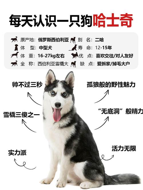 哈士奇和狼的区别大不大/哈士奇和狼一样吗-第5张图片 哈士奇和狼的区别大不大/哈士奇和狼一样吗-第5张图片