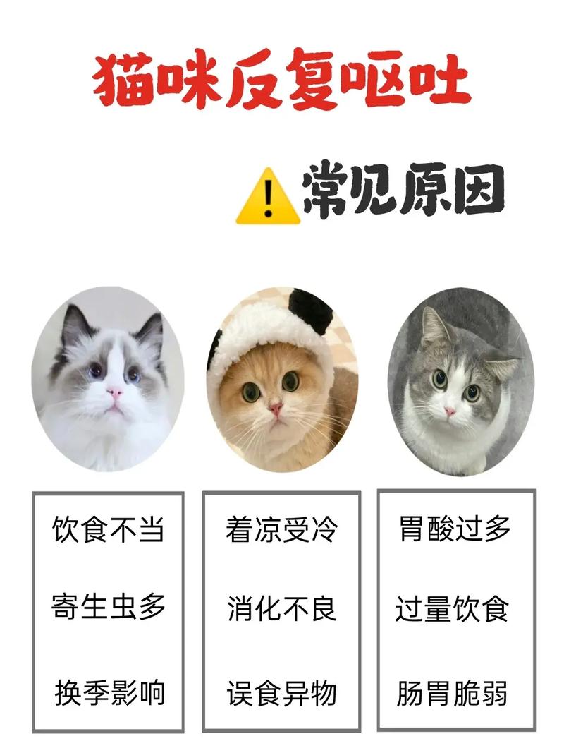 伯曼猫得了脑炎的表现/伯曼猫是什么品种-第3张图片 伯曼猫得了脑炎的表现/伯曼猫是什么品种-第3张图片