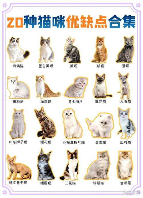 作为消费者“宠物猫品种大全”你不能不知道-第4张图片 作为消费者“宠物猫品种大全”你不能不知道-第4张图片