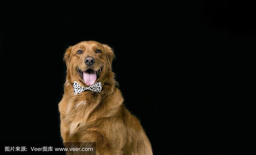 黑色金毛幼犬费用/黑色金毛幼犬费用及图片-第2张图片 黑色金毛幼犬费用/黑色金毛幼犬费用及图片-第2张图片