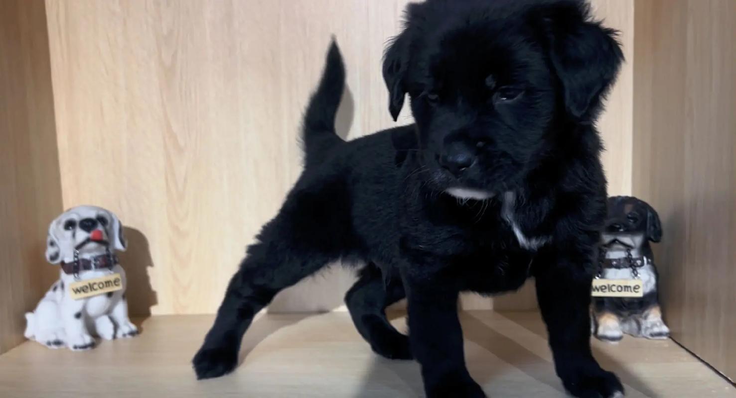 黑色金毛幼犬费用/黑色金毛幼犬费用及图片-第4张图片 黑色金毛幼犬费用/黑色金毛幼犬费用及图片-第4张图片