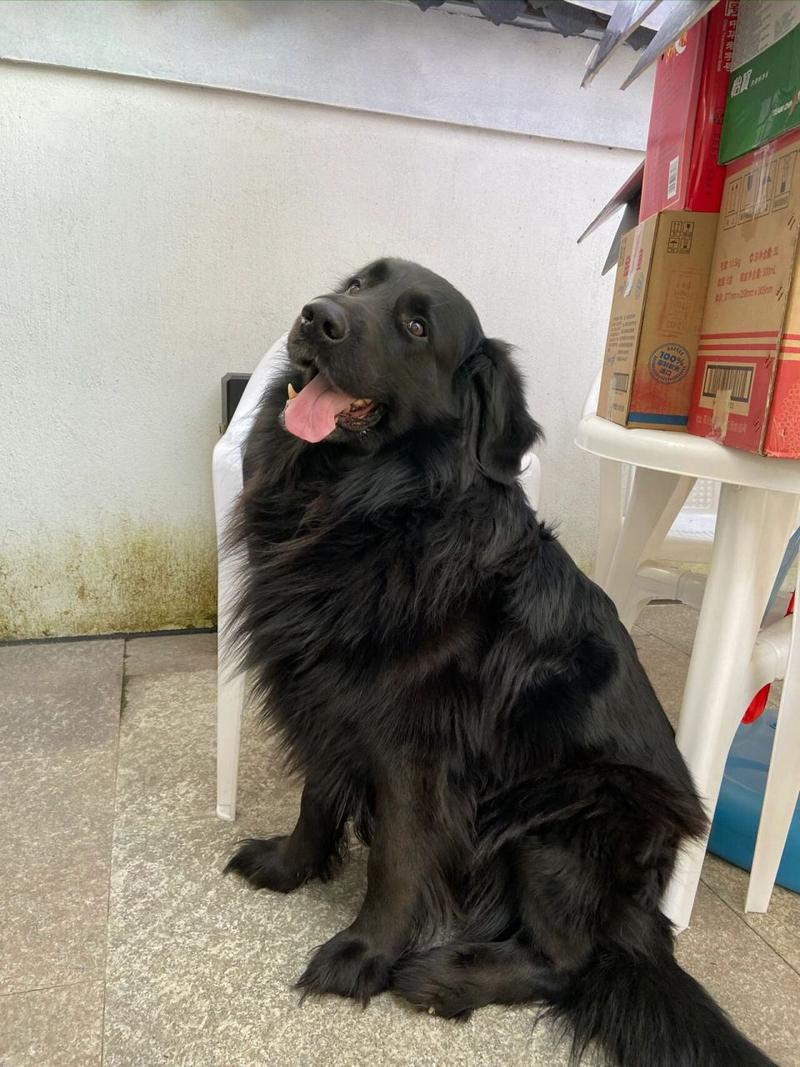 黑色金毛幼犬费用/黑色金毛幼犬费用及图片-第5张图片 黑色金毛幼犬费用/黑色金毛幼犬费用及图片-第5张图片