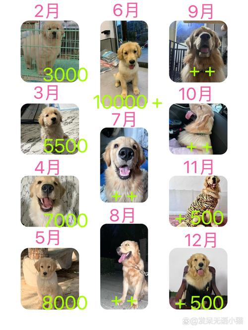 黑色金毛幼犬费用/黑色金毛幼犬费用及图片-第6张图片 黑色金毛幼犬费用/黑色金毛幼犬费用及图片-第6张图片