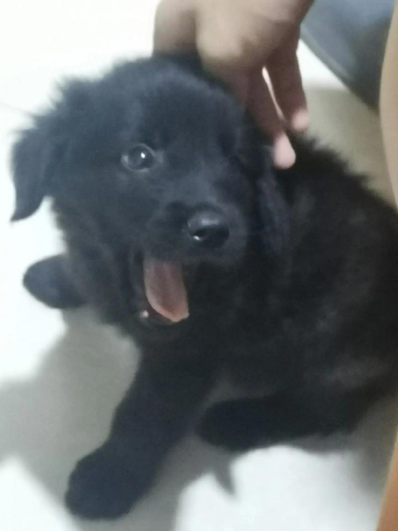 黑色金毛幼犬费用/黑色金毛幼犬费用及图片-第7张图片 黑色金毛幼犬费用/黑色金毛幼犬费用及图片-第7张图片