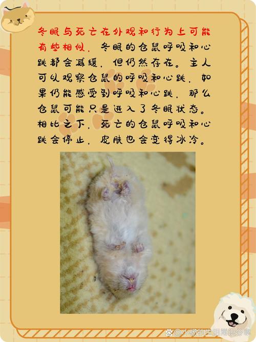 解析“老鼠会冬眠吗”你不知道的事
