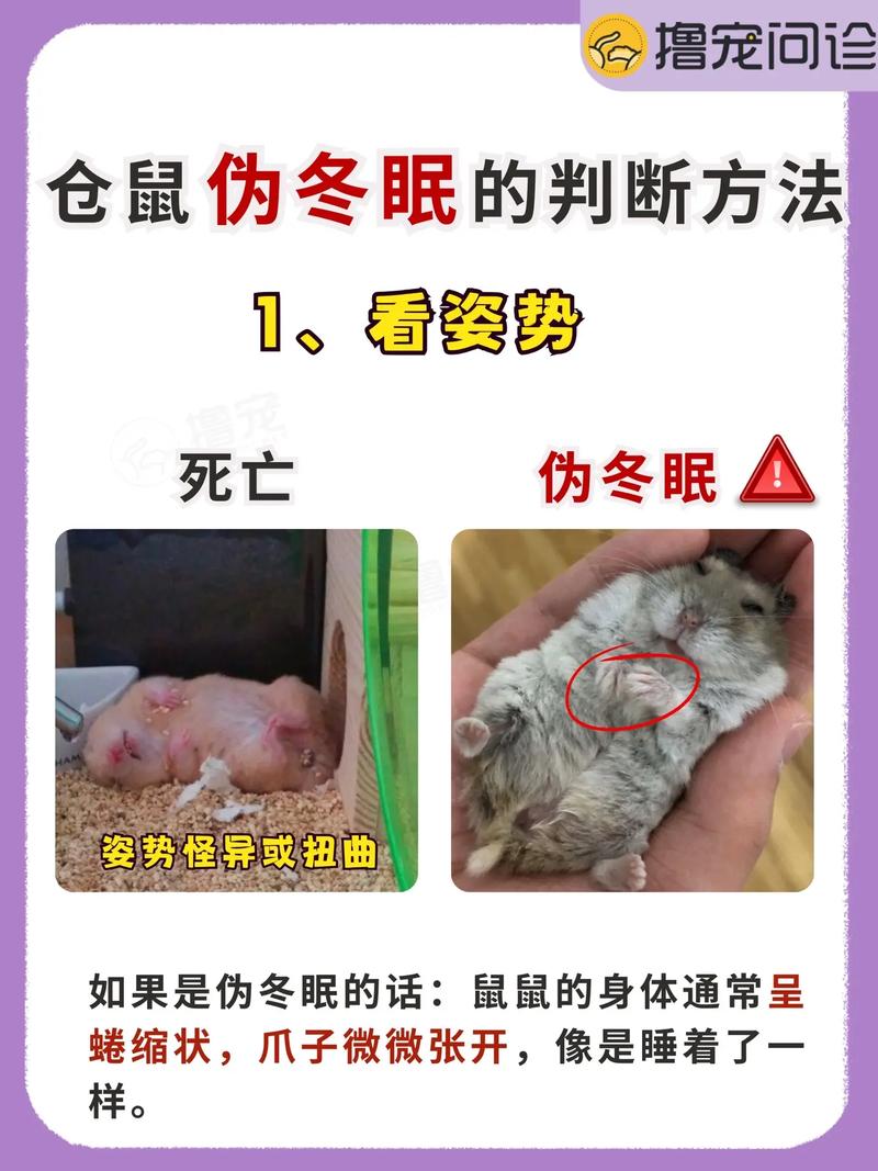 解析“老鼠会冬眠吗”你不知道的事-第2张图片 解析“老鼠会冬眠吗”你不知道的事-第2张图片