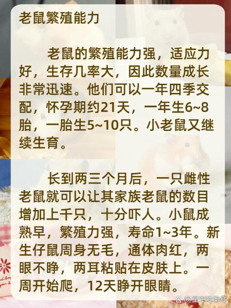 解析“老鼠会冬眠吗”你不知道的事-第4张图片 解析“老鼠会冬眠吗”你不知道的事-第4张图片