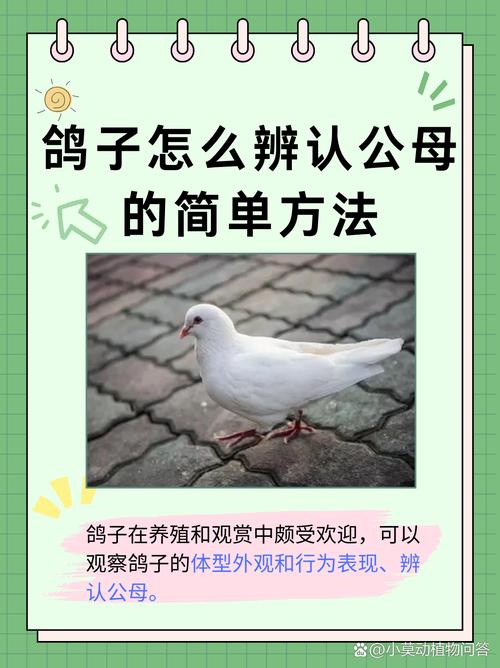 作为消费者“鸽子怎样养”你不能不知道-第3张图片 作为消费者“鸽子怎样养”你不能不知道-第3张图片