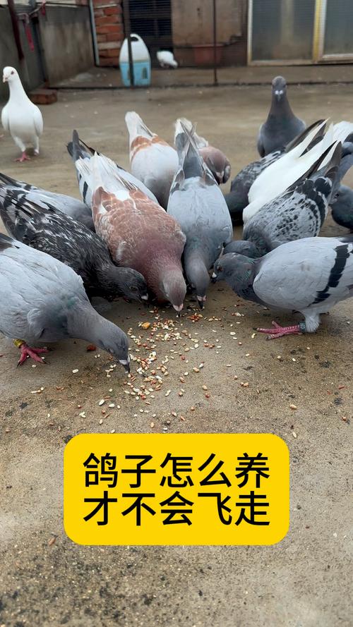 作为消费者“鸽子怎样养”你不能不知道-第5张图片 作为消费者“鸽子怎样养”你不能不知道-第5张图片