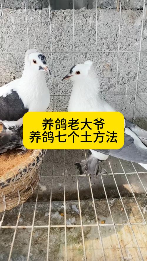 作为消费者“鸽子怎样养”你不能不知道-第7张图片 作为消费者“鸽子怎样养”你不能不知道-第7张图片