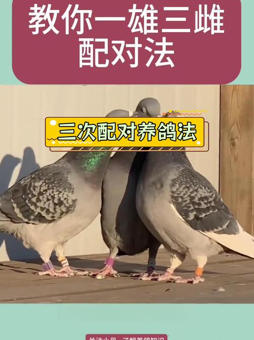 作为消费者“鸽子怎样养”你不能不知道-第8张图片 作为消费者“鸽子怎样养”你不能不知道-第8张图片
