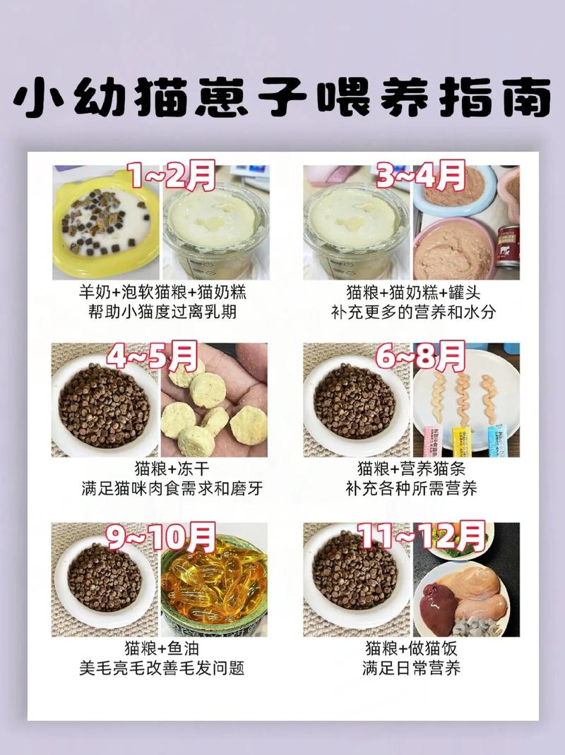 解析“幼猫一天喂几次”你不知道的事-第10张图片 解析“幼猫一天喂几次”你不知道的事-第10张图片