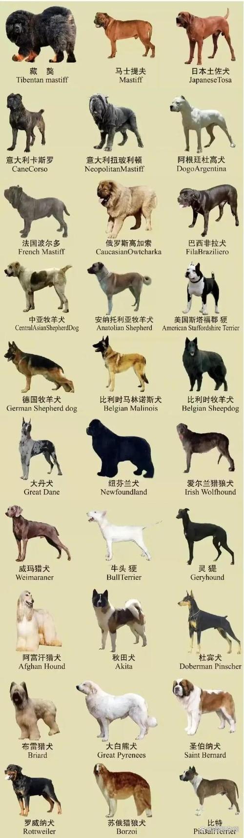 解析“猎犬有哪些品种”你不知道的事-第1张图片 解析“猎犬有哪些品种”你不知道的事-第1张图片