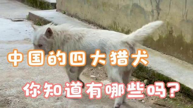解析“猎犬有哪些品种”你不知道的事-第4张图片 解析“猎犬有哪些品种”你不知道的事-第4张图片