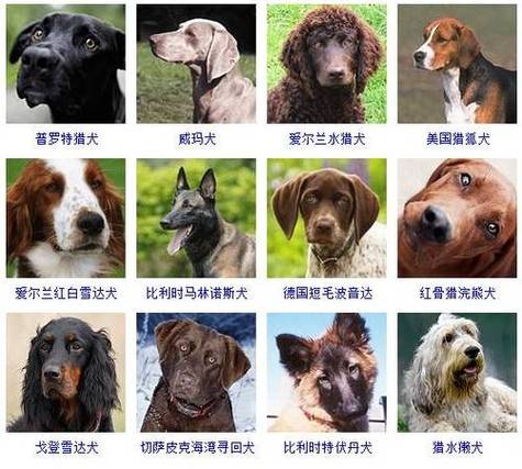 解析“猎犬有哪些品种”你不知道的事-第6张图片 解析“猎犬有哪些品种”你不知道的事-第6张图片