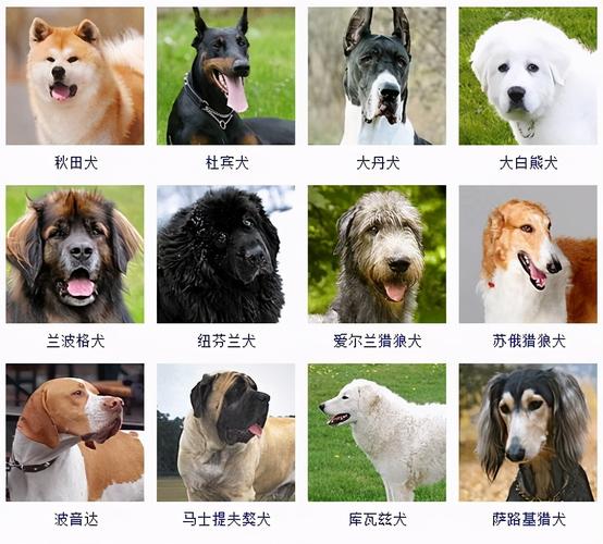 解析“猎犬有哪些品种”你不知道的事-第8张图片 解析“猎犬有哪些品种”你不知道的事-第8张图片