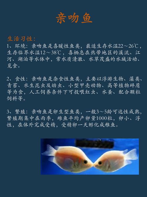 作为消费者“接吻鱼攻击其他鱼吗”你不能不知道-第3张图片 作为消费者“接吻鱼攻击其他鱼吗”你不能不知道-第3张图片