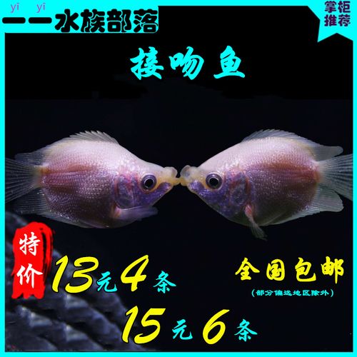 作为消费者“接吻鱼攻击其他鱼吗”你不能不知道-第5张图片 作为消费者“接吻鱼攻击其他鱼吗”你不能不知道-第5张图片