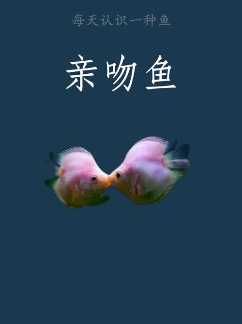 作为消费者“接吻鱼攻击其他鱼吗”你不能不知道-第6张图片 作为消费者“接吻鱼攻击其他鱼吗”你不能不知道-第6张图片