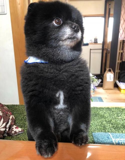 黑色博美费用/博美犬黑色幼犬图片-第1张图片 黑色博美费用/博美犬黑色幼犬图片-第1张图片