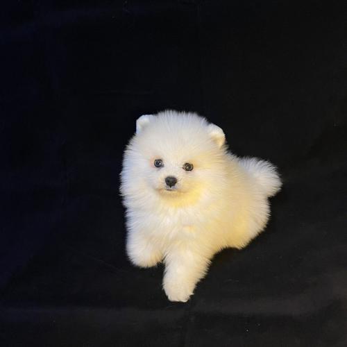 黑色博美费用/博美犬黑色幼犬图片-第2张图片 黑色博美费用/博美犬黑色幼犬图片-第2张图片