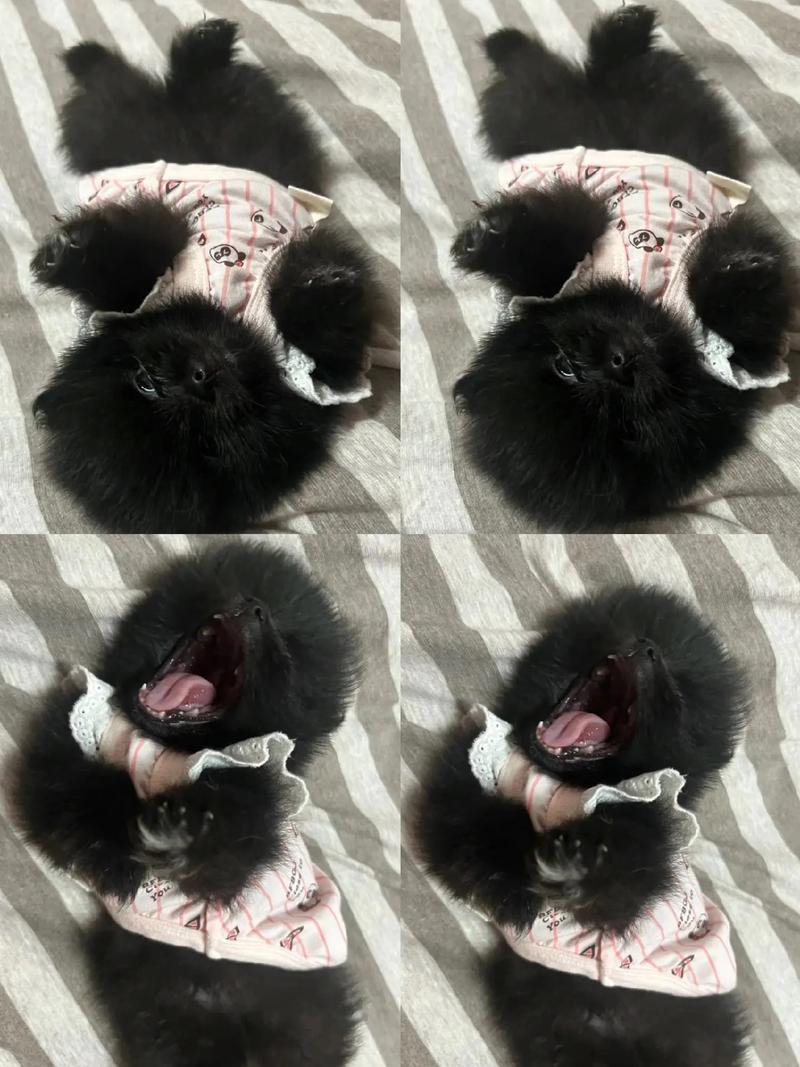 黑色博美费用/博美犬黑色幼犬图片-第3张图片 黑色博美费用/博美犬黑色幼犬图片-第3张图片
