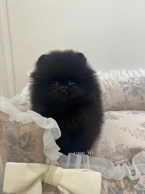 黑色博美费用/博美犬黑色幼犬图片-第5张图片 黑色博美费用/博美犬黑色幼犬图片-第5张图片