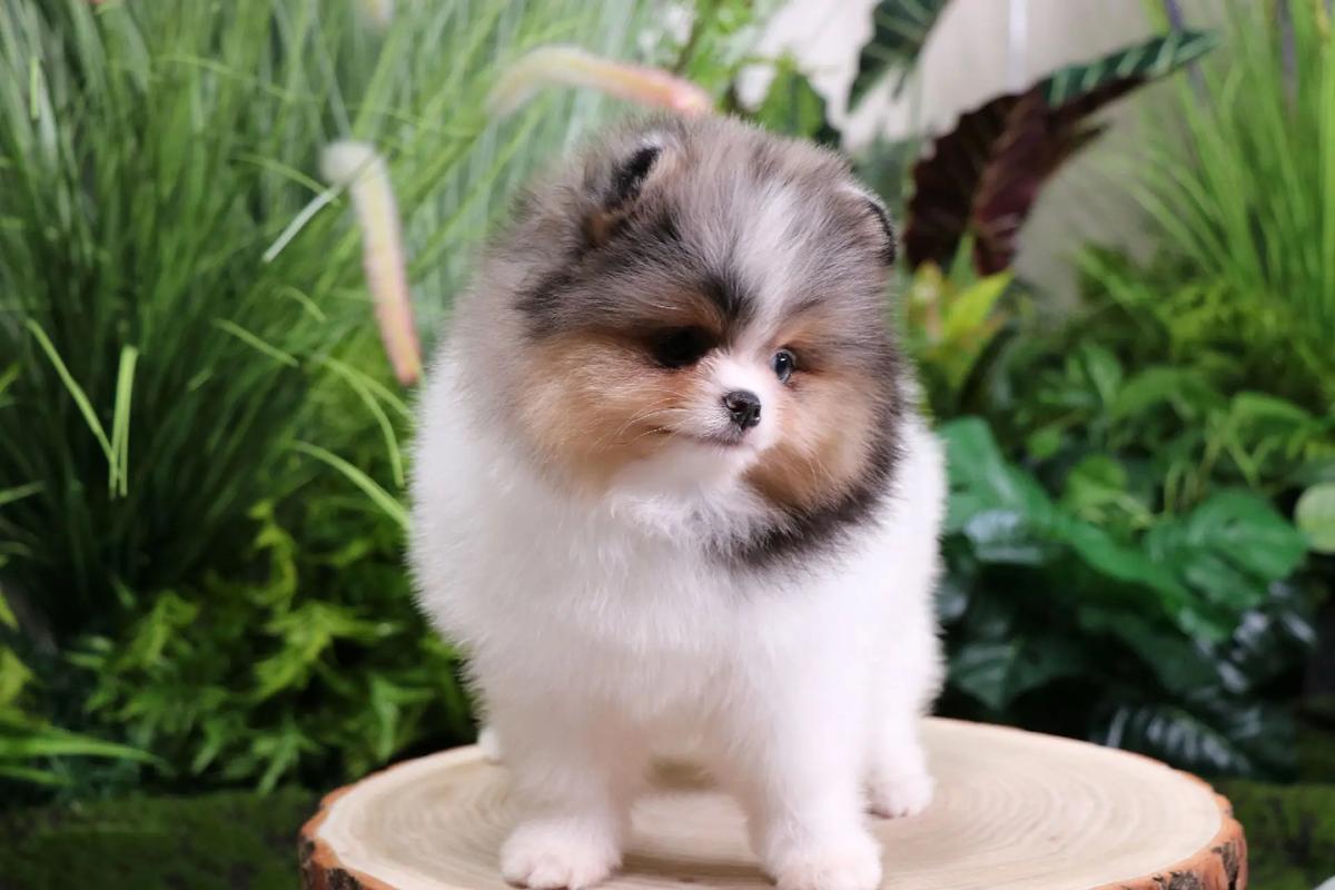 黑色博美费用/博美犬黑色幼犬图片-第8张图片 黑色博美费用/博美犬黑色幼犬图片-第8张图片