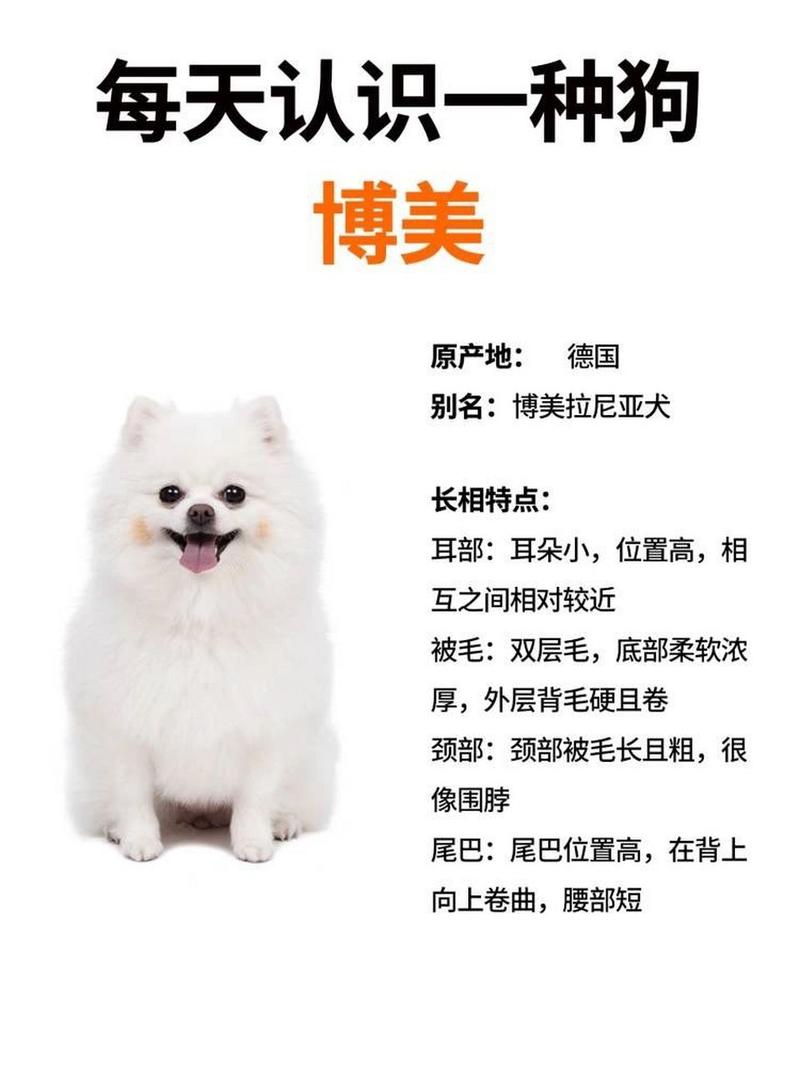 黑色博美费用/博美犬黑色幼犬图片-第10张图片 黑色博美费用/博美犬黑色幼犬图片-第10张图片