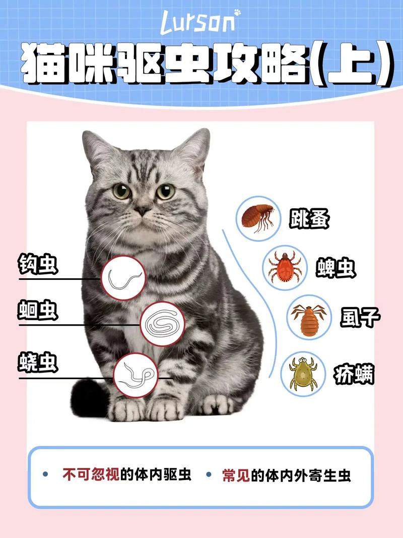 猫咪多大可以吃驱虫药,小猫咪多大可以喂驱虫药-第4张图片 猫咪多大可以吃驱虫药,小猫咪多大可以喂驱虫药-第4张图片
